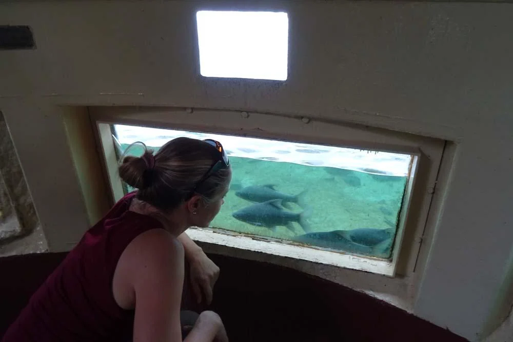 Underwater viewing hide at Mzima Springs
